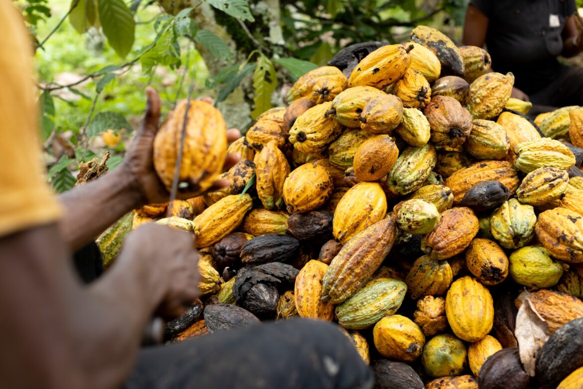 Cocoa